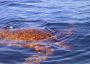 02KeaLani - 25 * A Green Sea Turtle surfaces next to our canoe